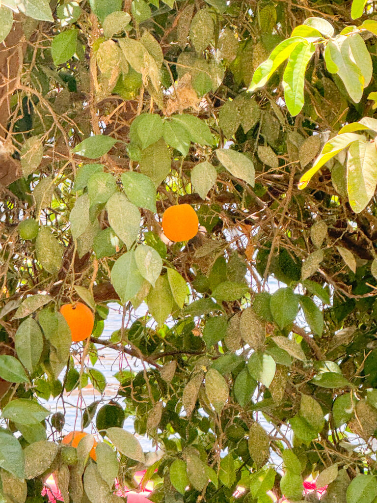 Blue Lotus Ecolodge Organic Food